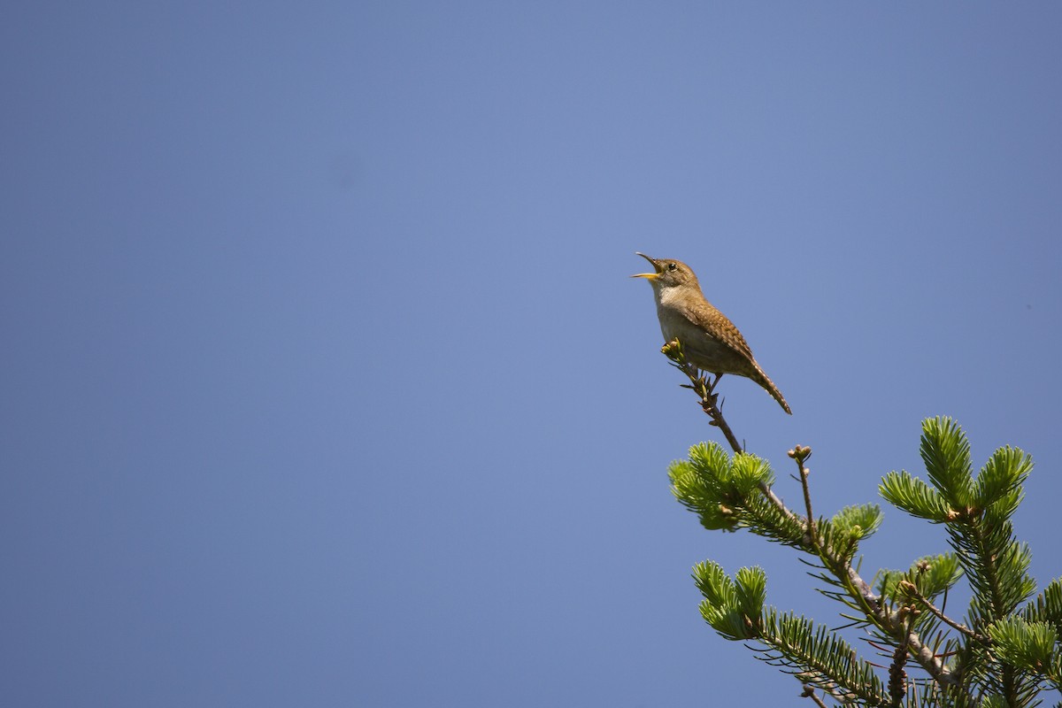 House Wren - Vernon Buckle