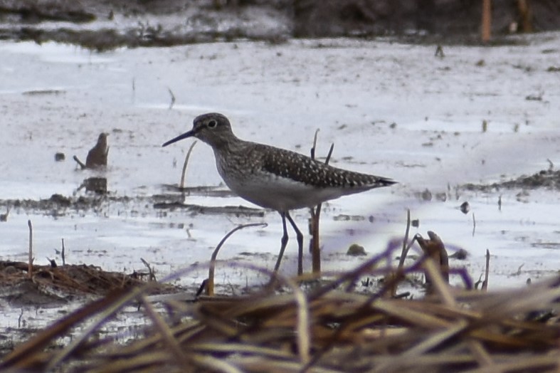 Solitary Sandpiper - ML620903178