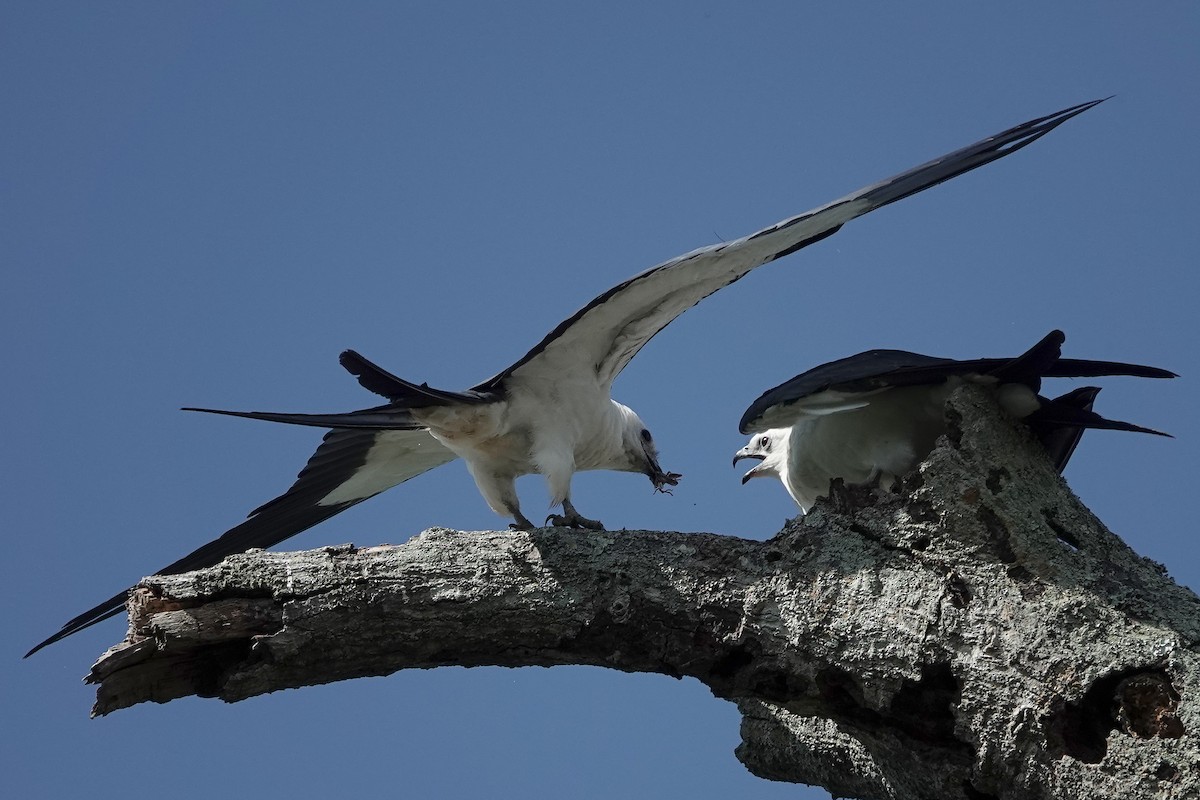 Swallow-tailed Kite - ML620903209