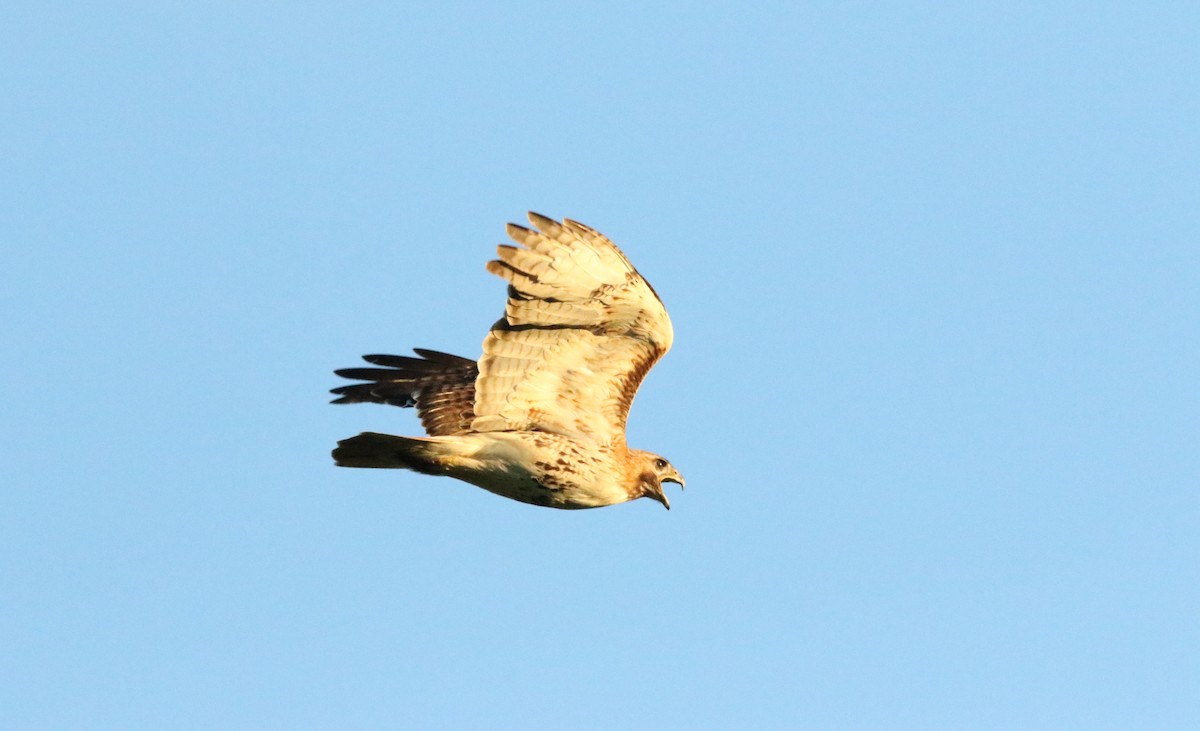 Red-tailed Hawk - ML620903230