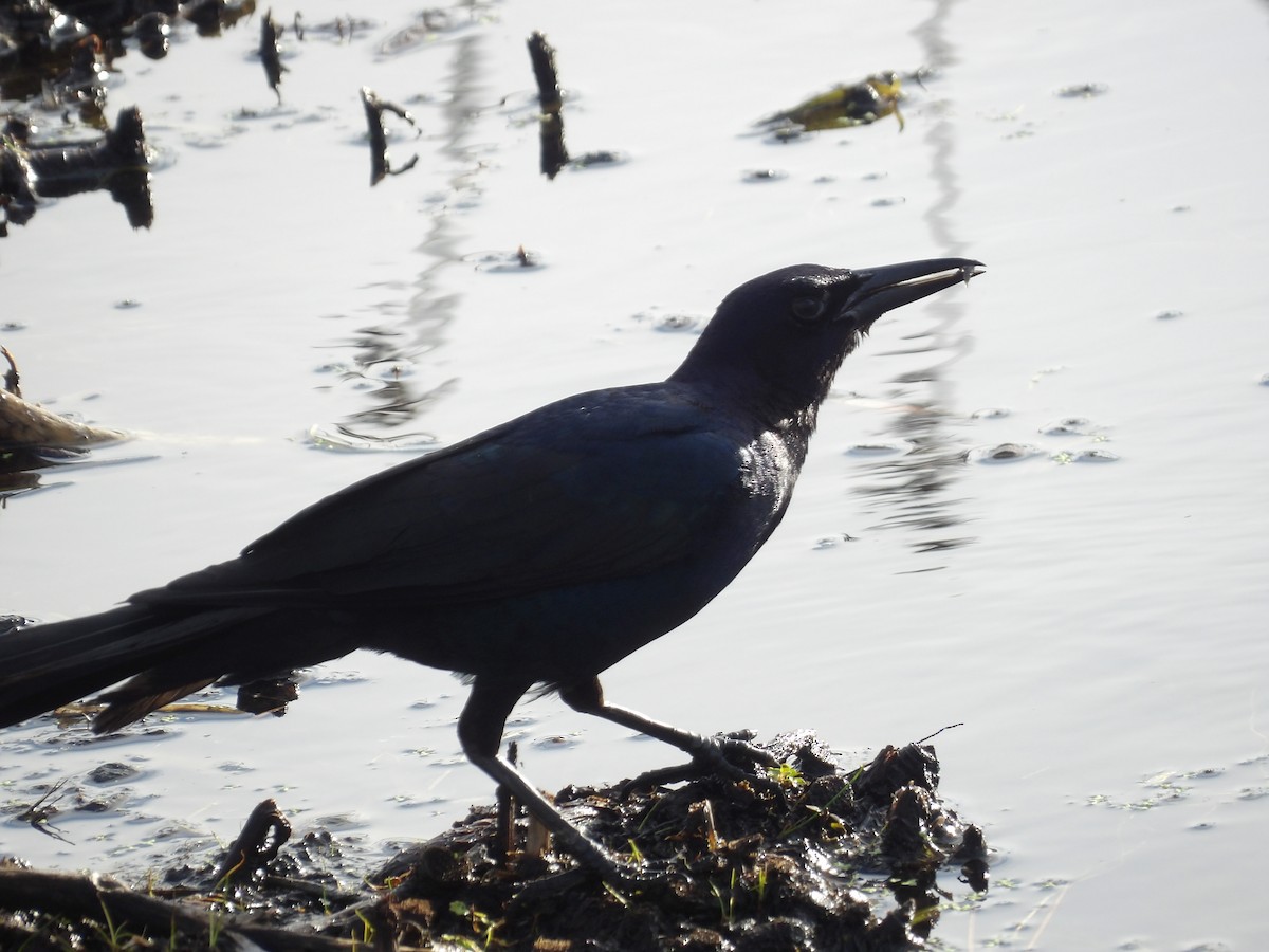 Boat-tailed Grackle - ML620903248