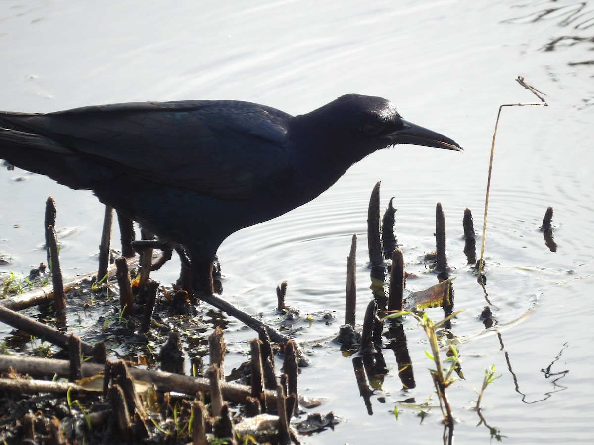 Boat-tailed Grackle - ML620903262