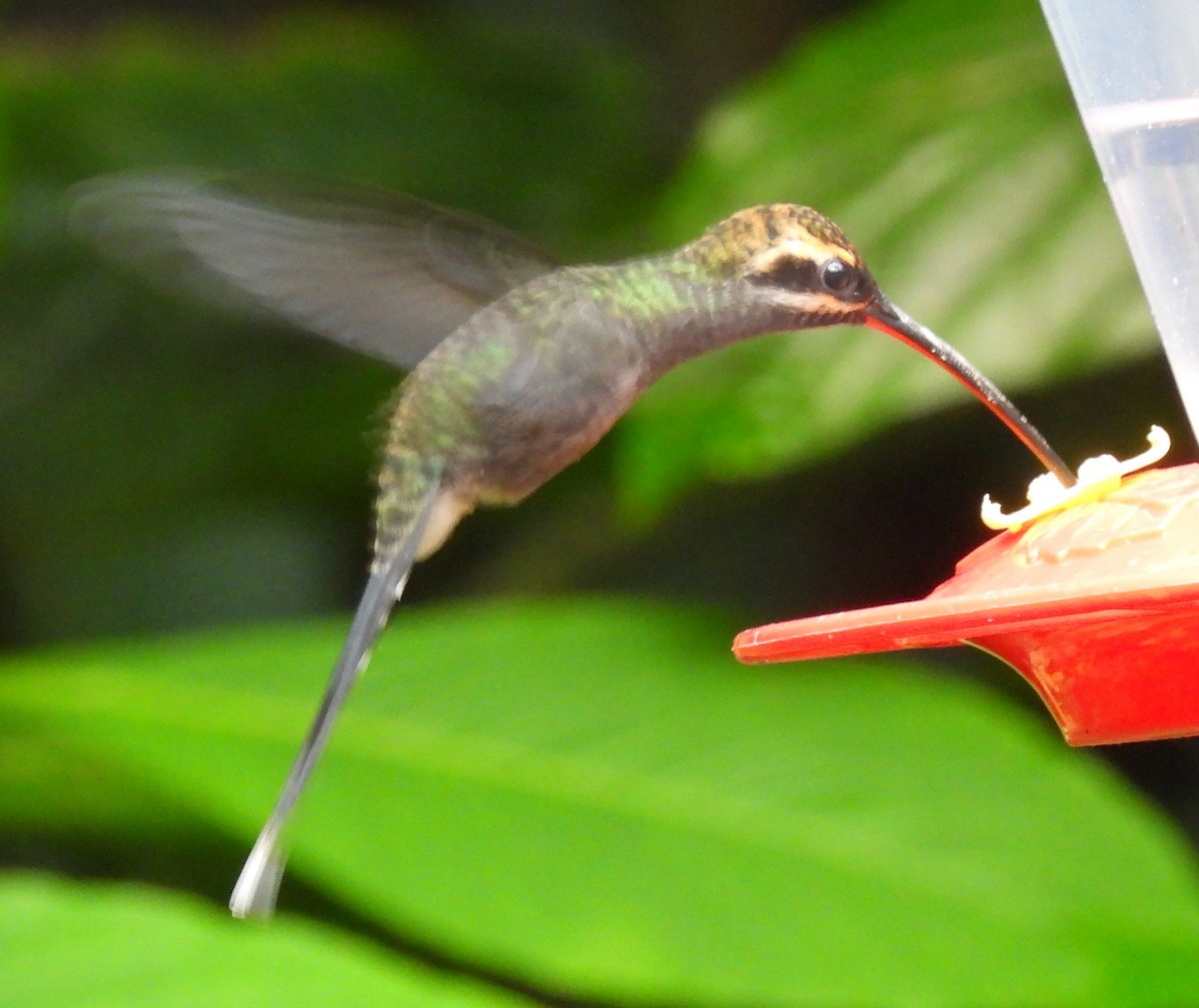 White-whiskered Hermit - Carolyn Beach