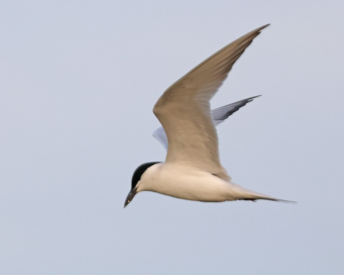 Gull-billed Tern - ML620903315