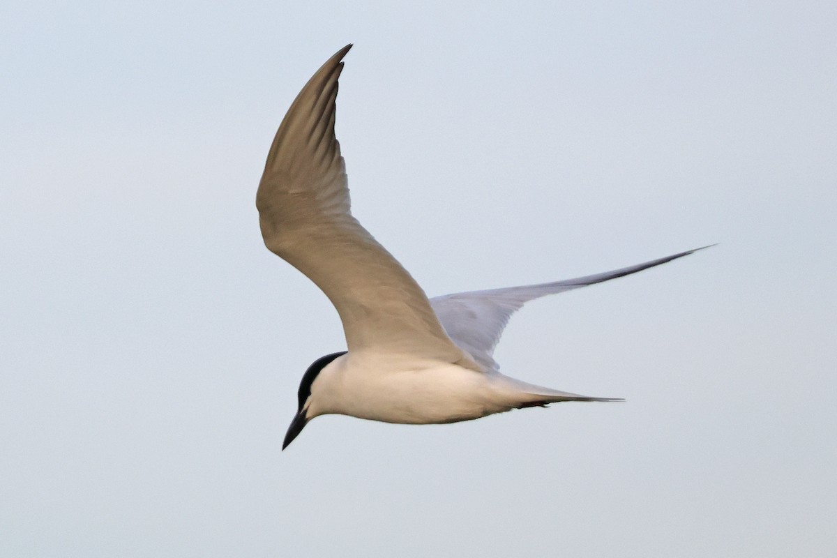 Gull-billed Tern - ML620903316
