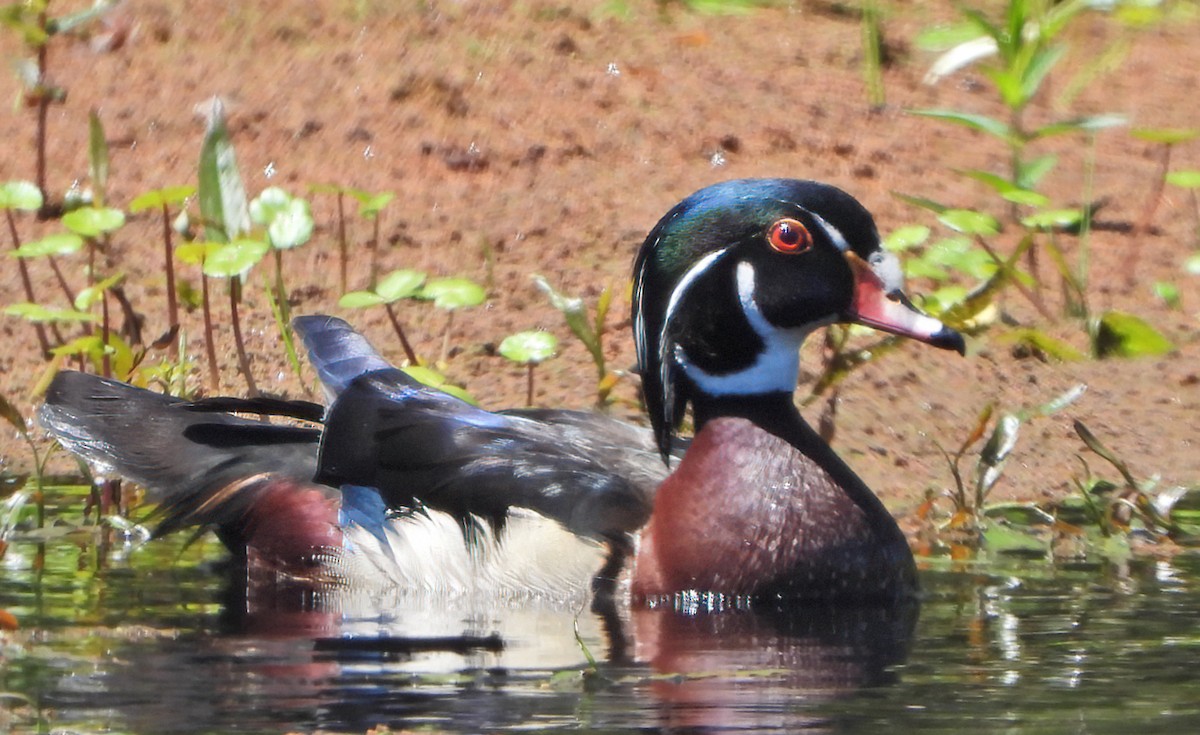 Pato Joyuyo - ML620903319