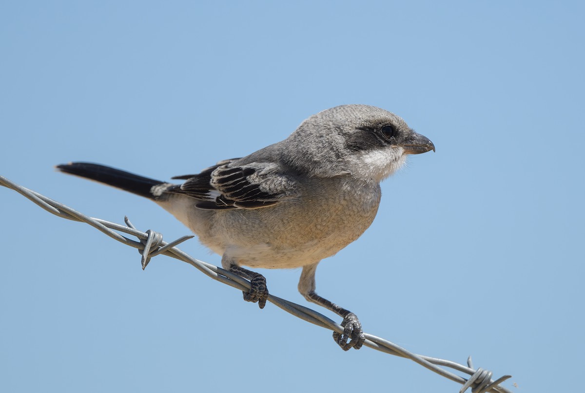 Loggerhead Shrike - ML620903323