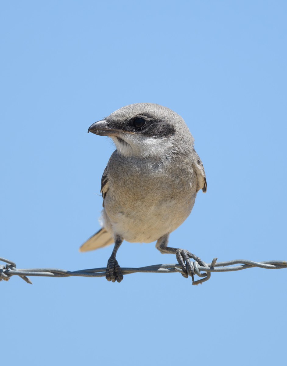 Loggerhead Shrike - ML620903324