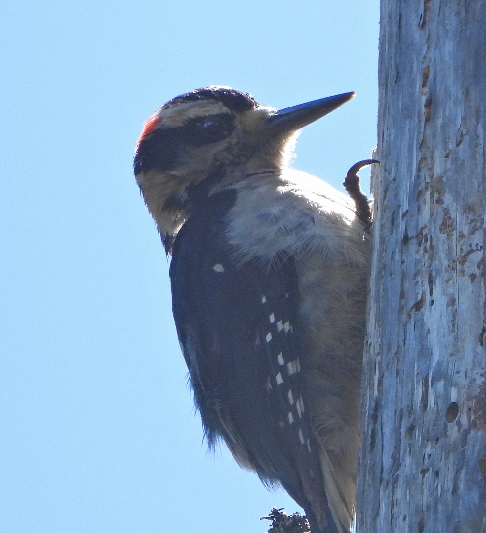 Hairy Woodpecker - ML620903325