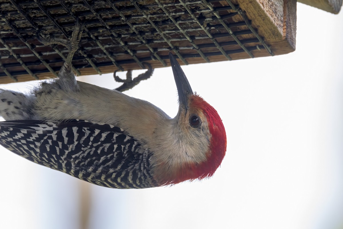 Red-bellied Woodpecker - ML620903342