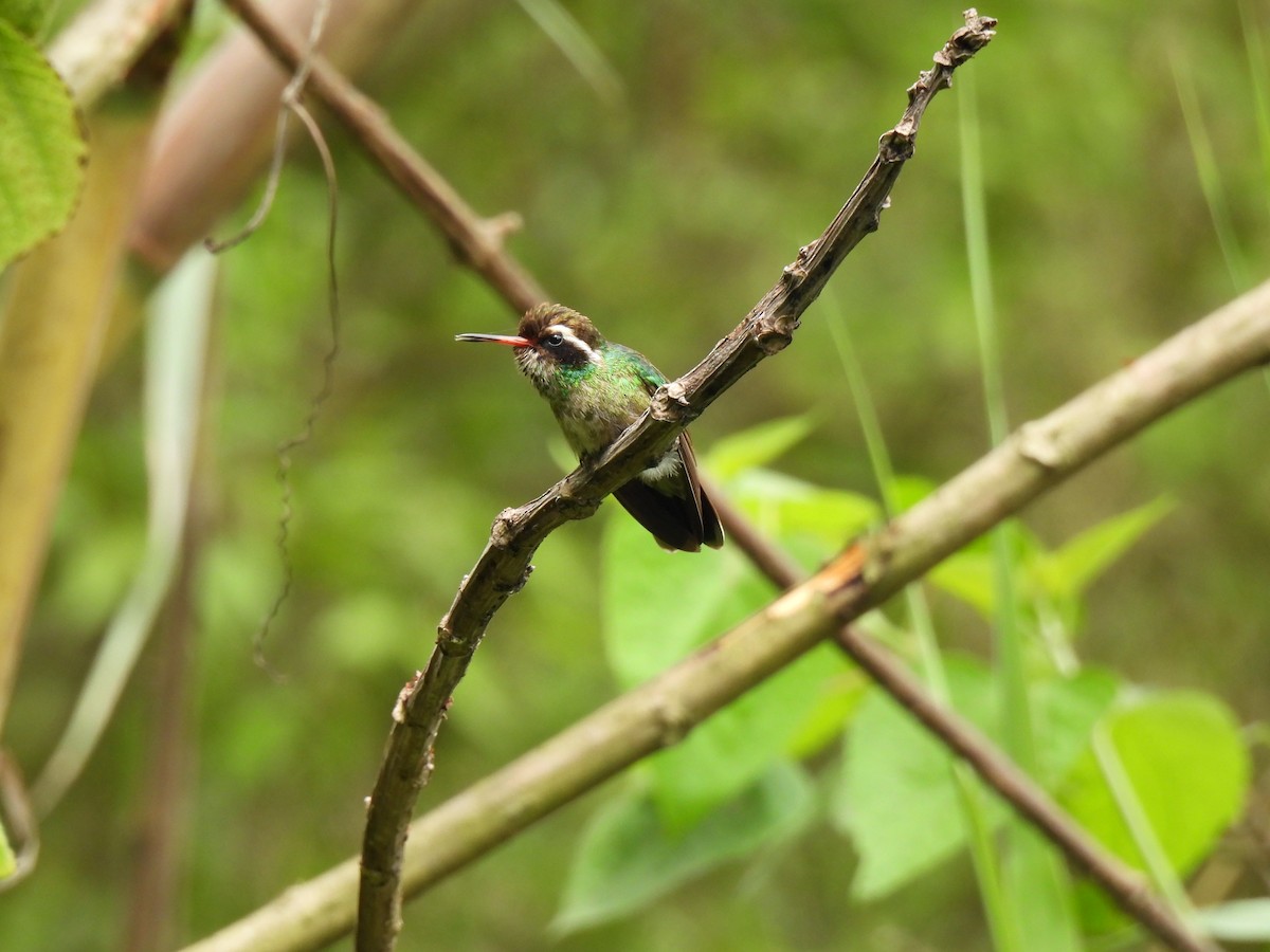 White-eared Hummingbird - ML620903349