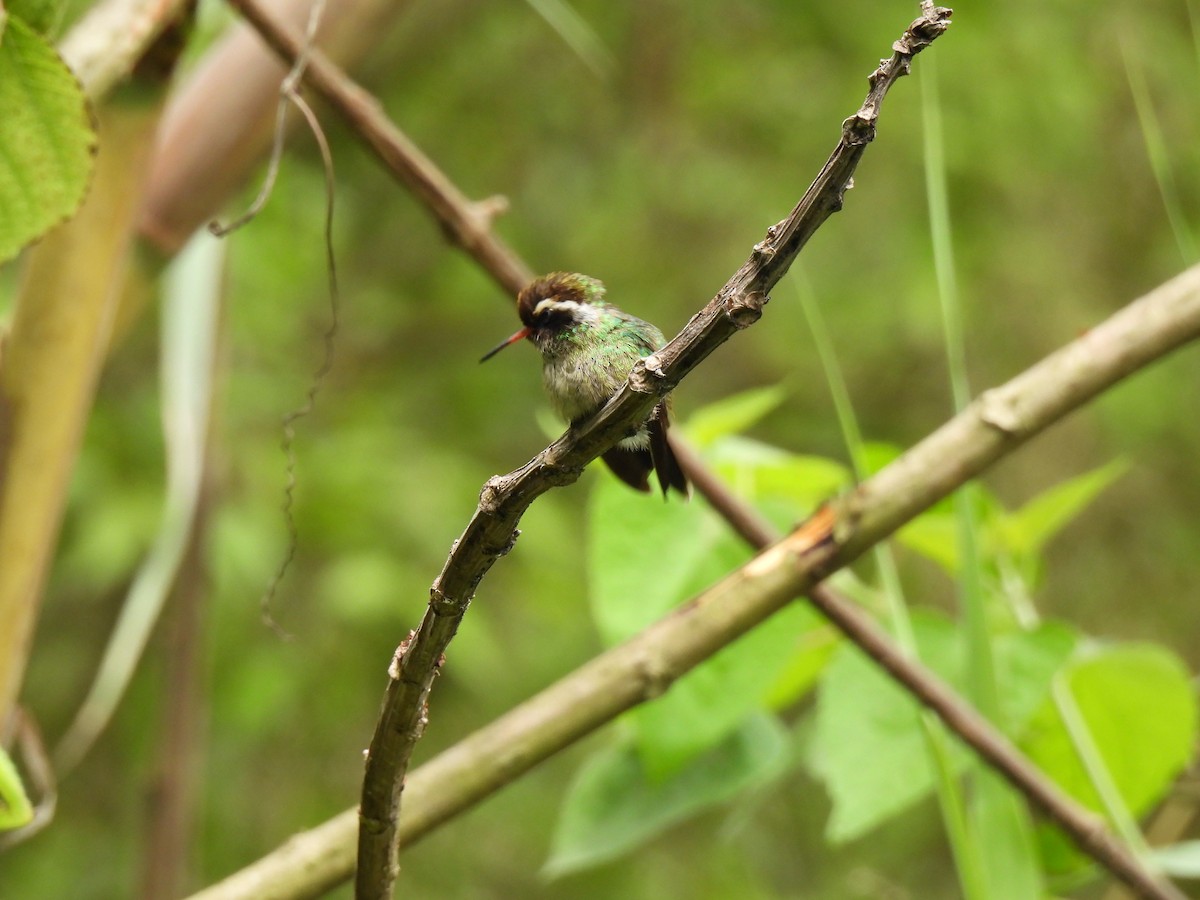 White-eared Hummingbird - ML620903350