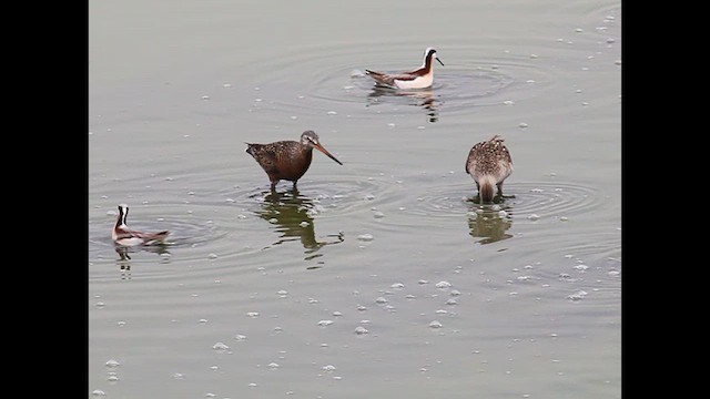 Hudsonian Godwit - ML620903351