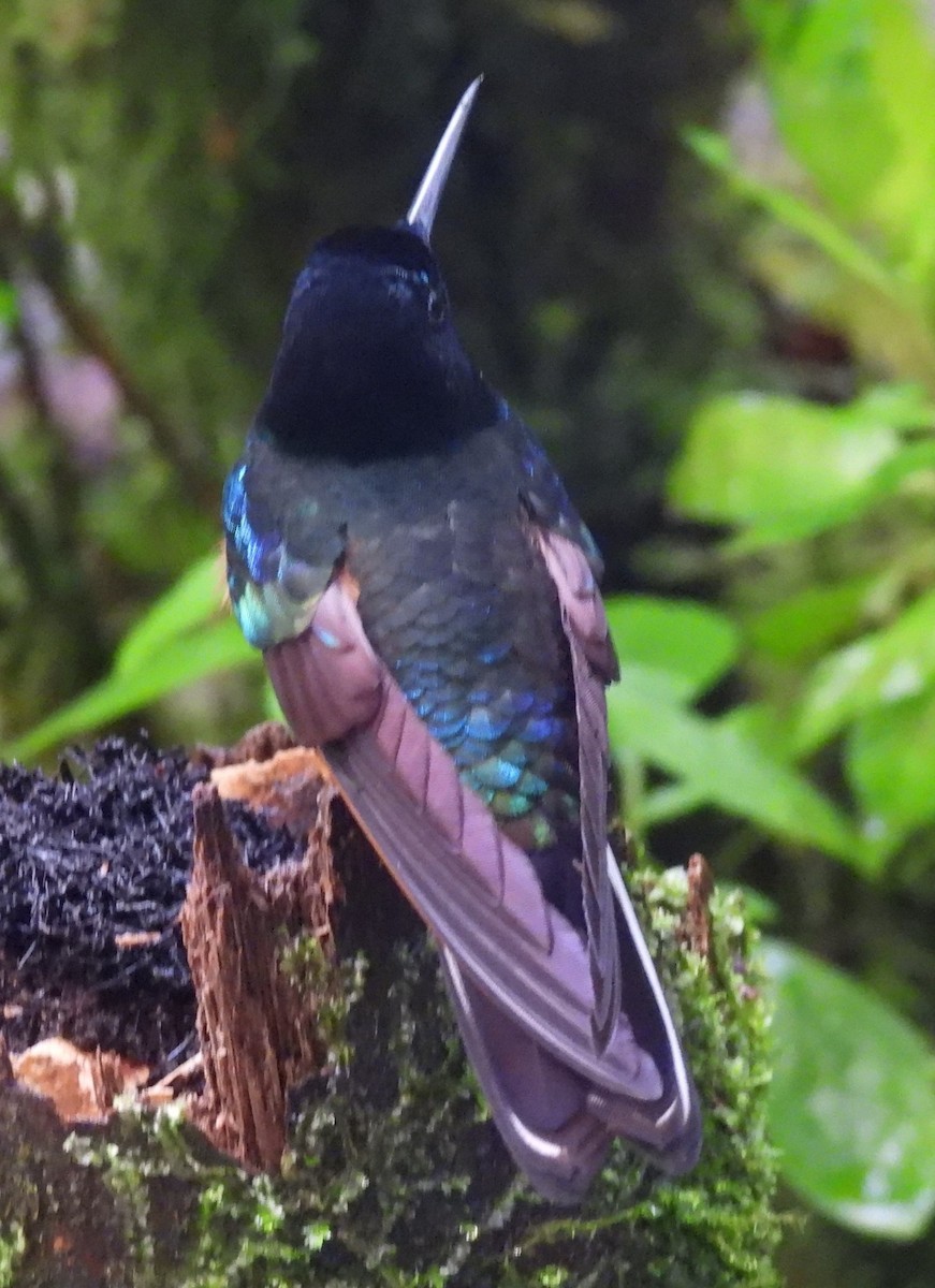 kolibřík hyacintový - ML620903362