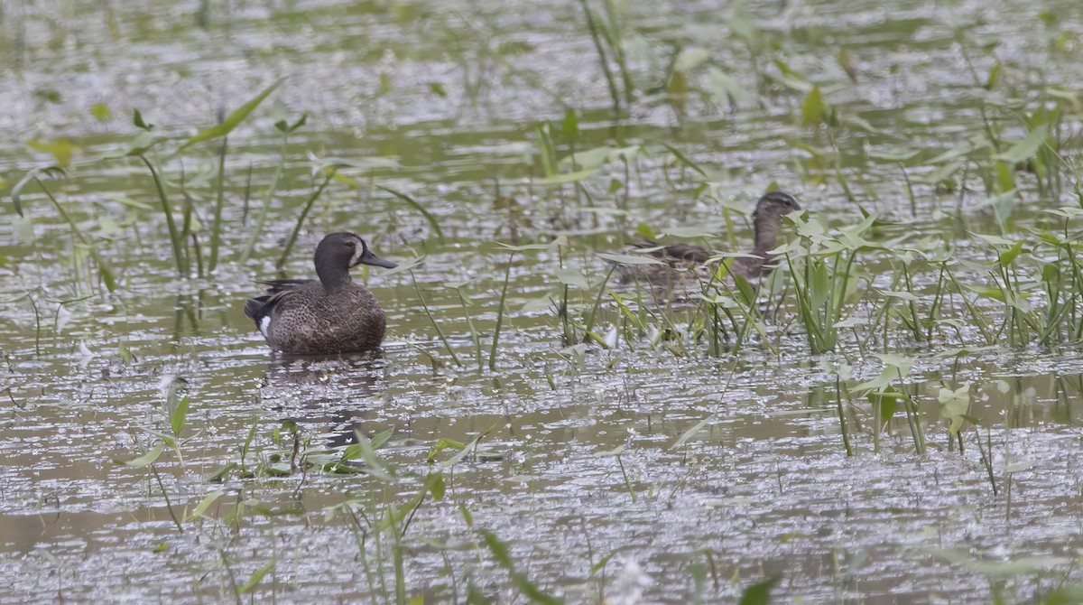 Blue-winged Teal - ML620903369