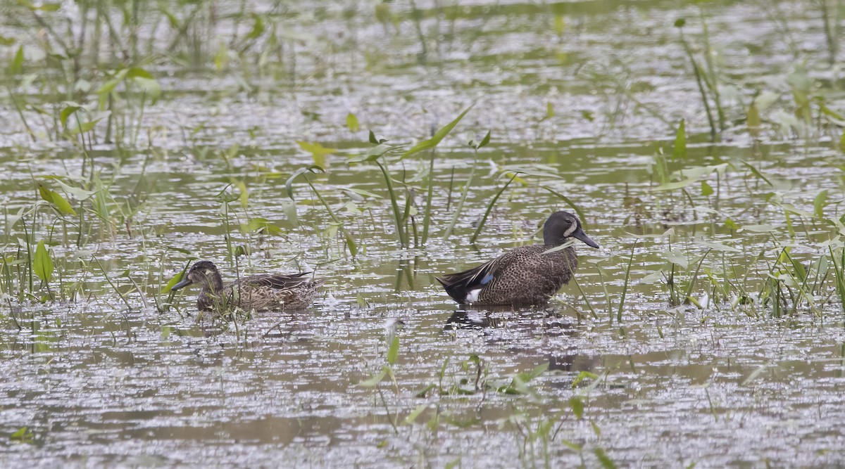Blue-winged Teal - ML620903372