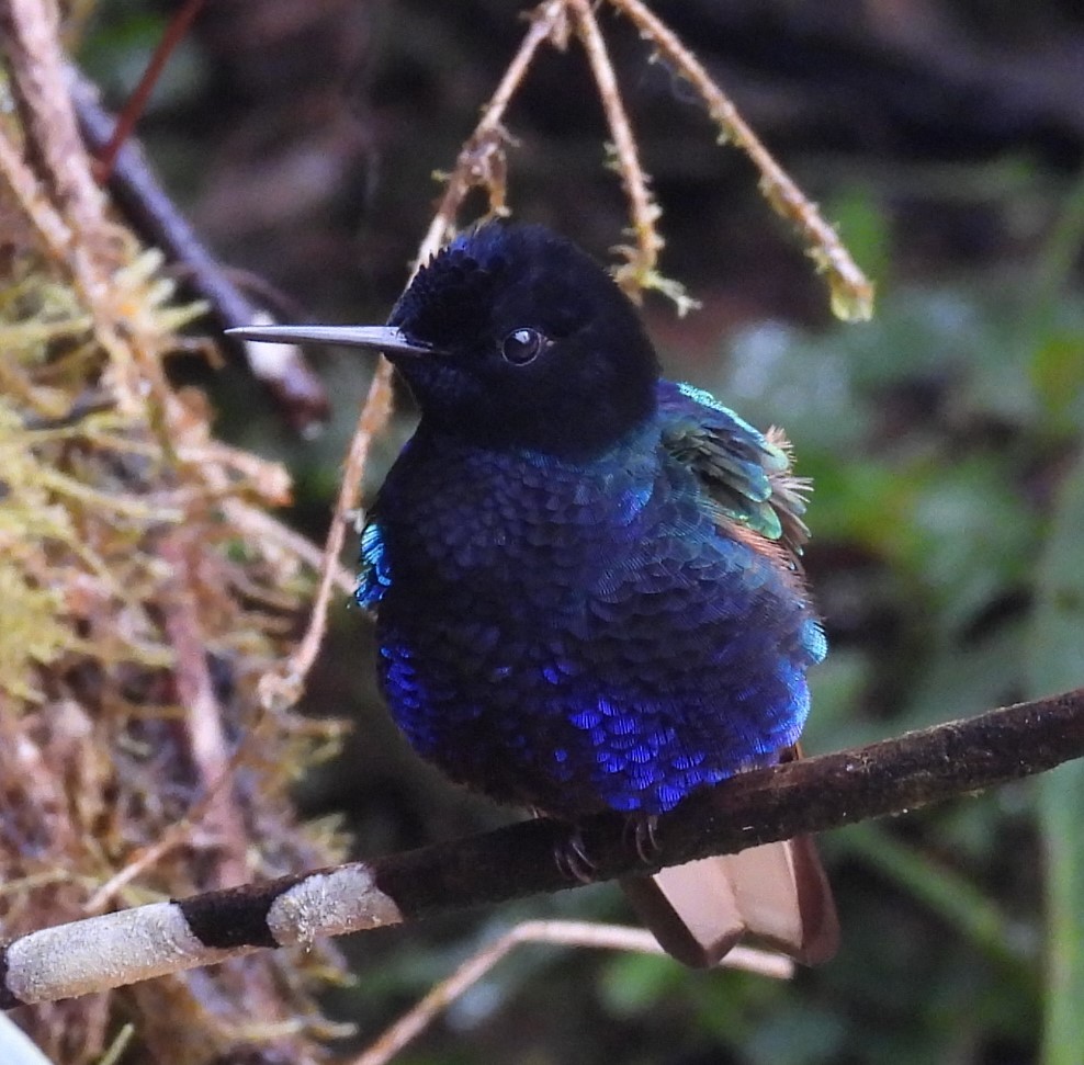 Colibrí Sietecolores - ML620903374