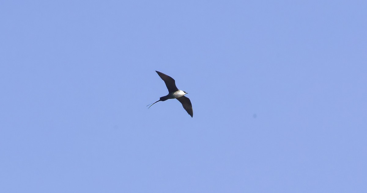 Long-tailed Jaeger - ML620903394