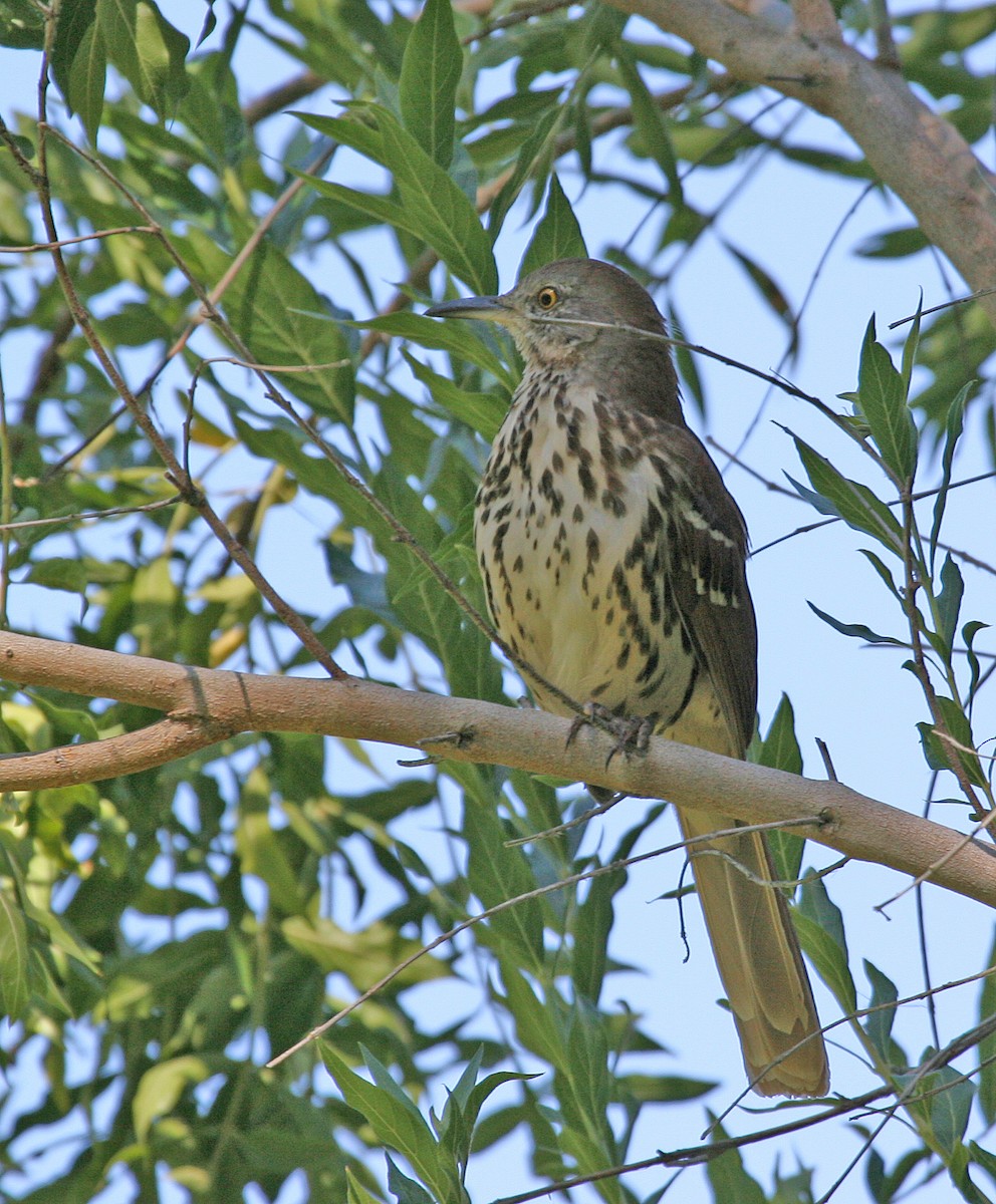 Brown Thrasher - ML620903396