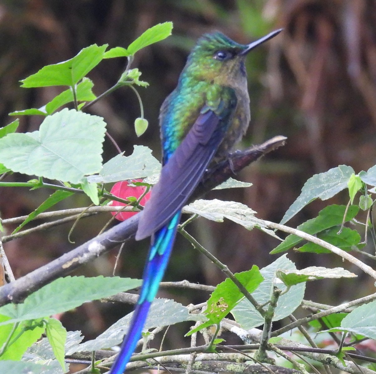 Violet-tailed Sylph - ML620903397