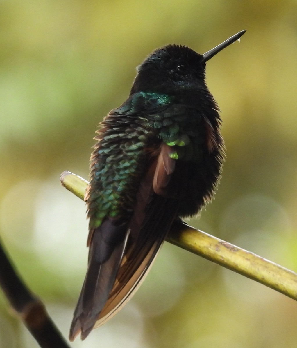 kolibřík subtropický - ML620903415