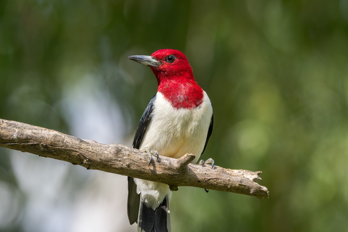 Red-headed Woodpecker - ML620903421
