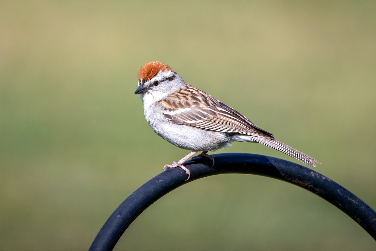 Chipping Sparrow - Cheryl Taylor