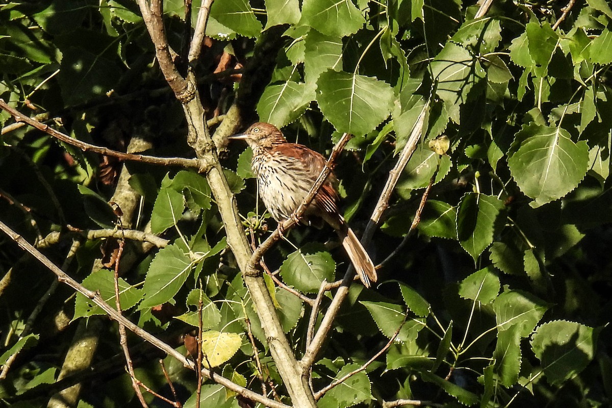 Brown Thrasher - ML620903447