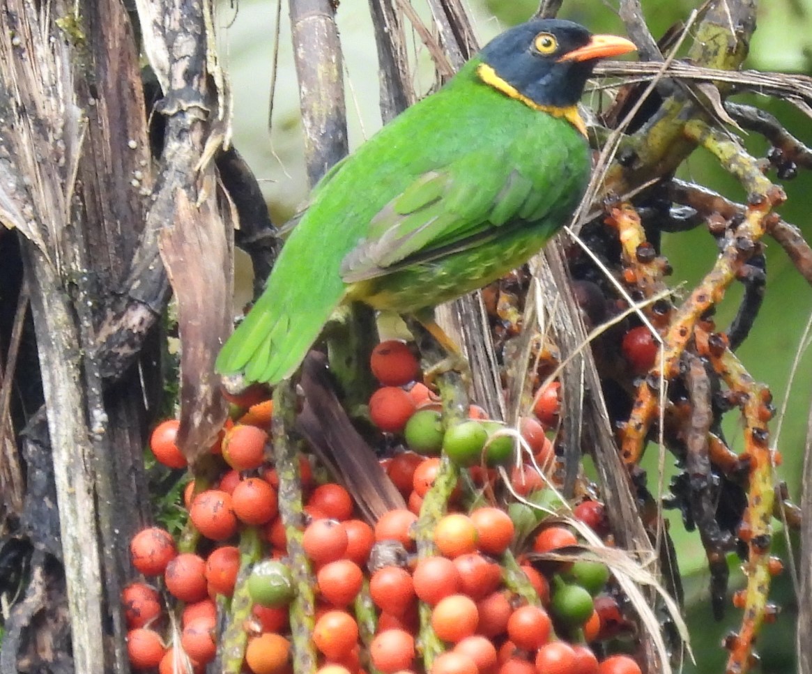 Frutero Pechinaranja - ML620903450