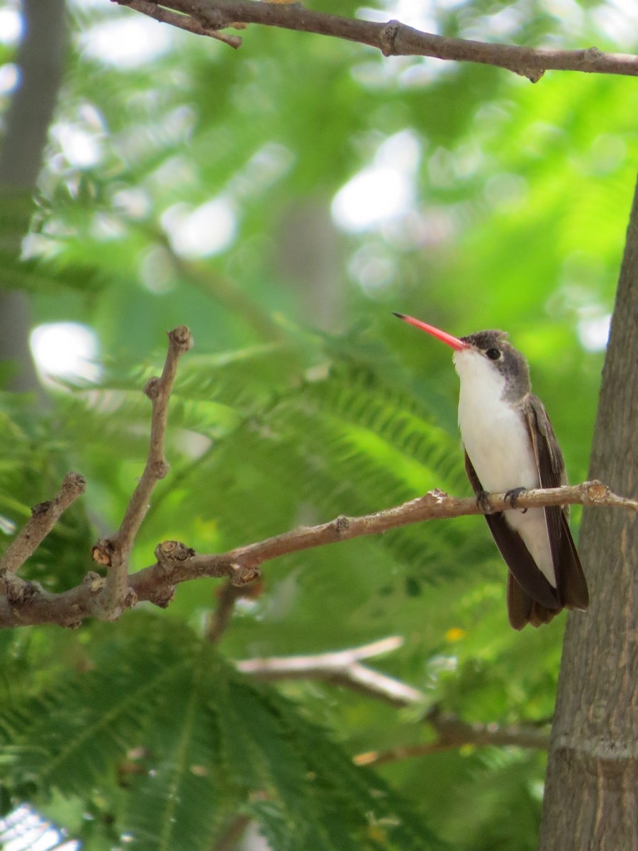 Violet-crowned Hummingbird - ML620903481