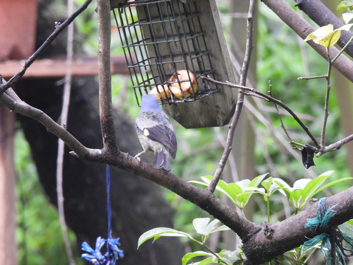 Yellow-winged Tanager - ML620903487