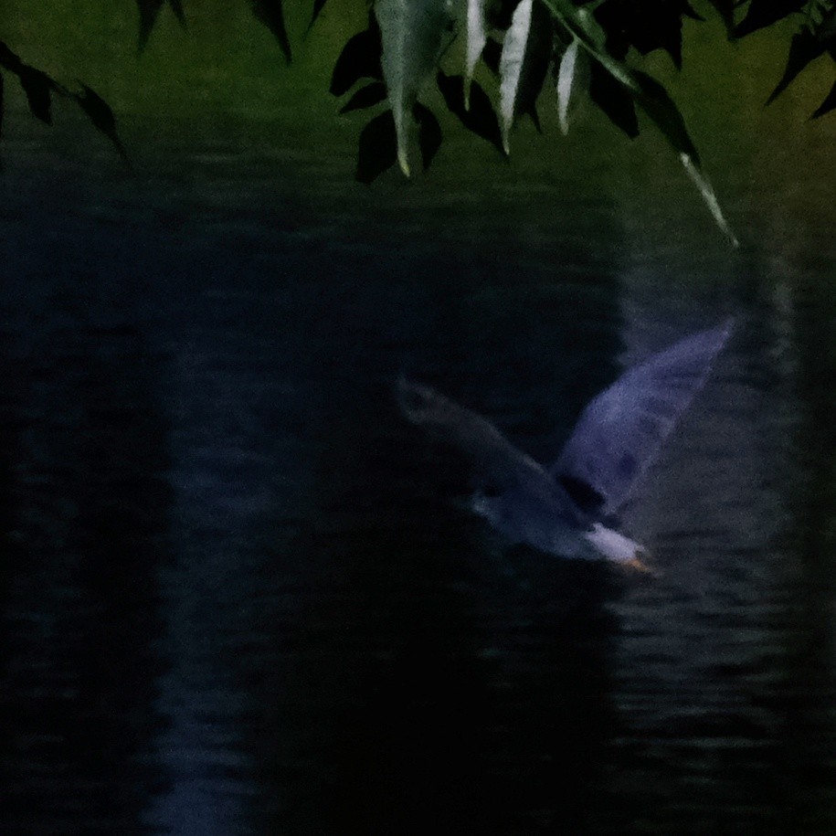 Black-crowned Night Heron - ML620903507