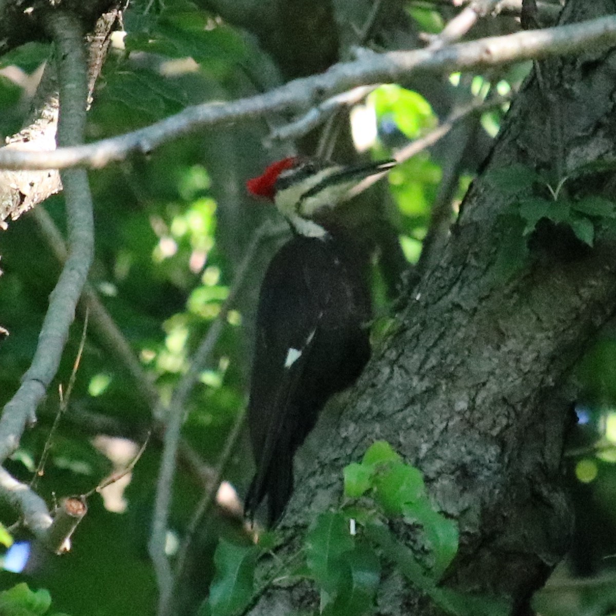 Pileated Woodpecker - ML620903513