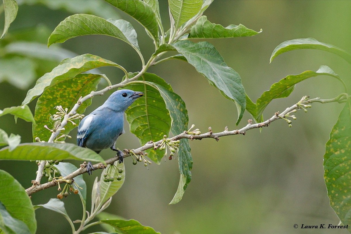 Blue-gray Tanager - ML620903523