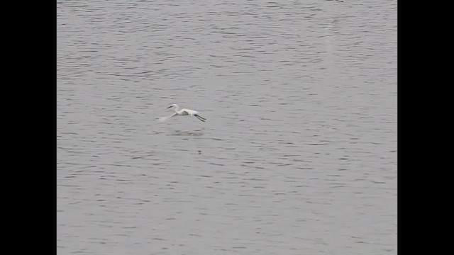 Snowy Egret - ML620903529