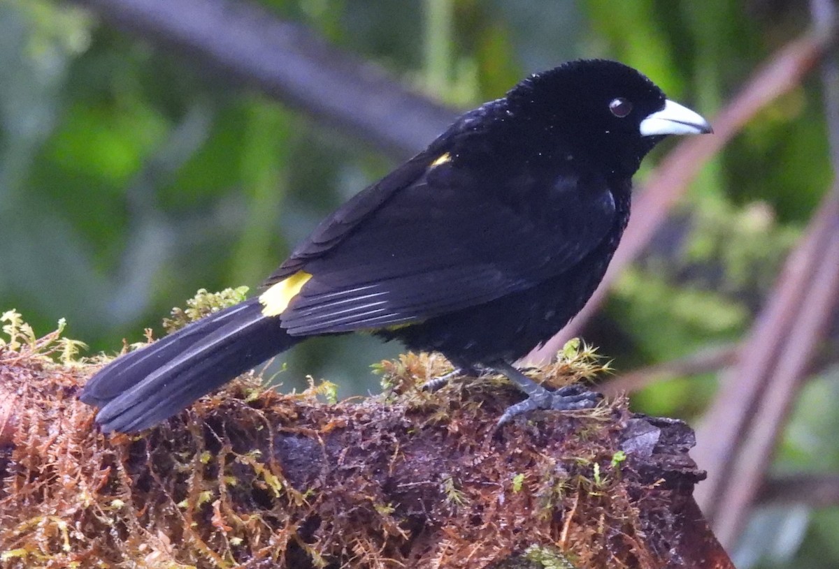 Flame-rumped Tanager - ML620903531