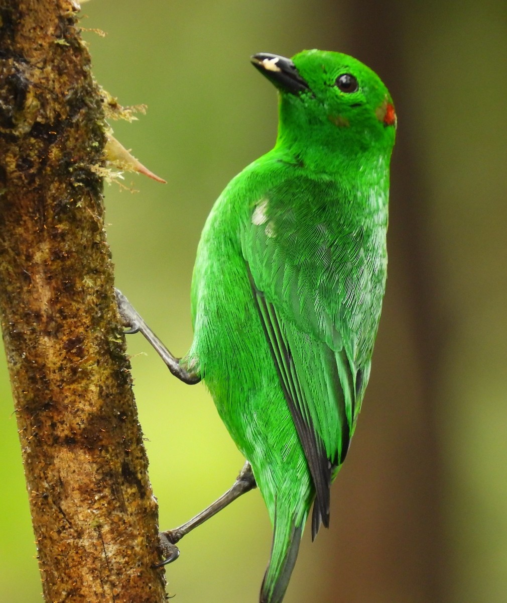 Glistening-green Tanager - ML620903540