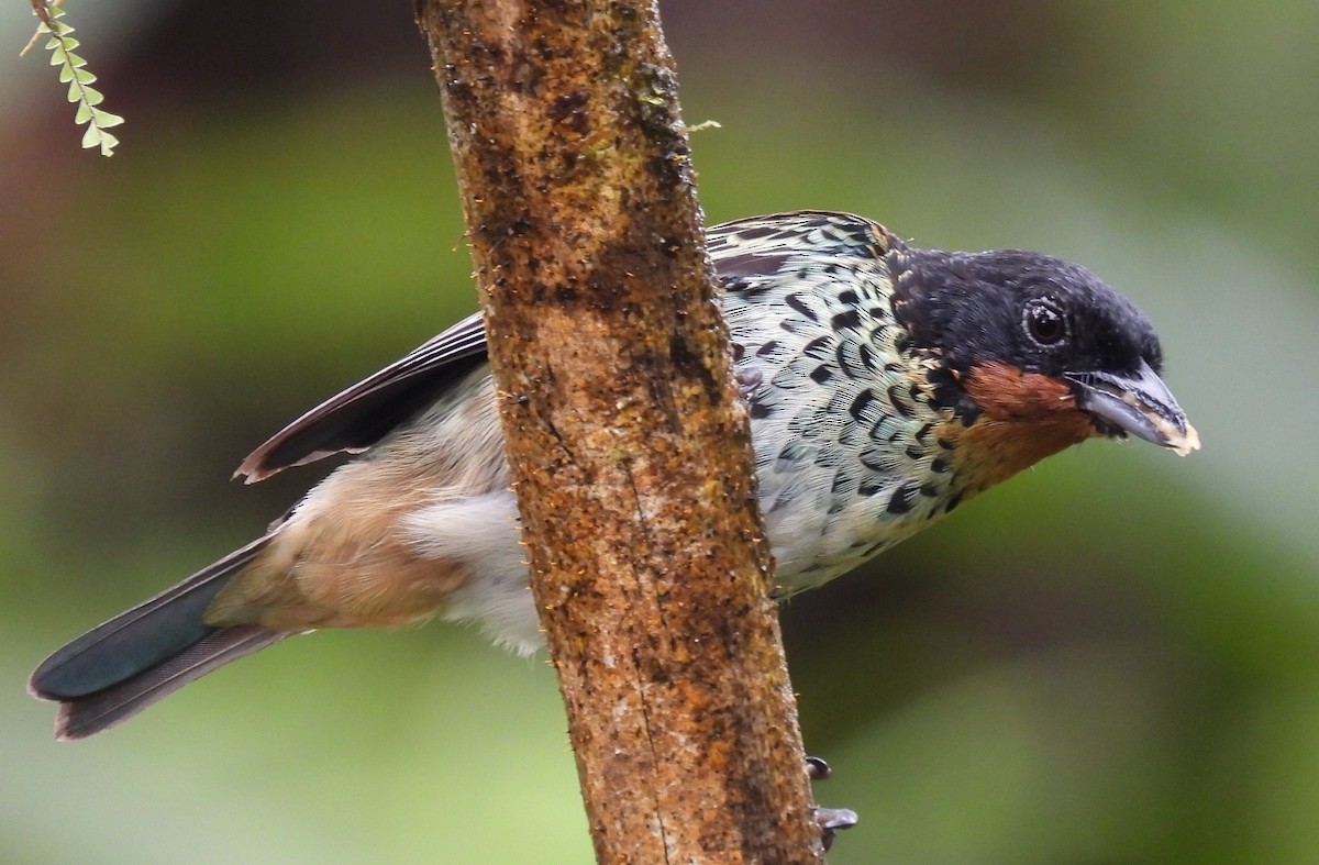 Rufous-throated Tanager - ML620903561