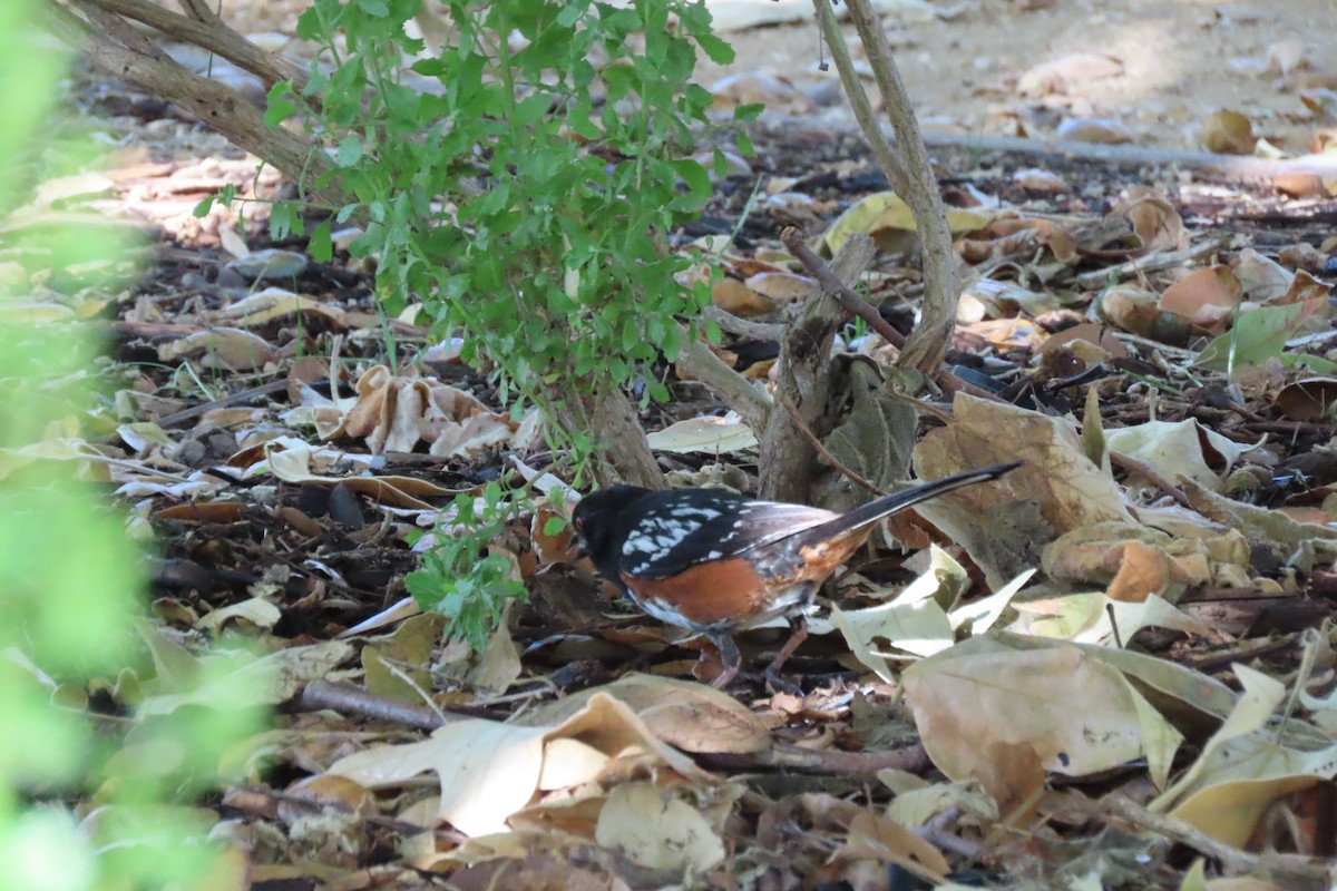 Spotted Towhee - ML620903580