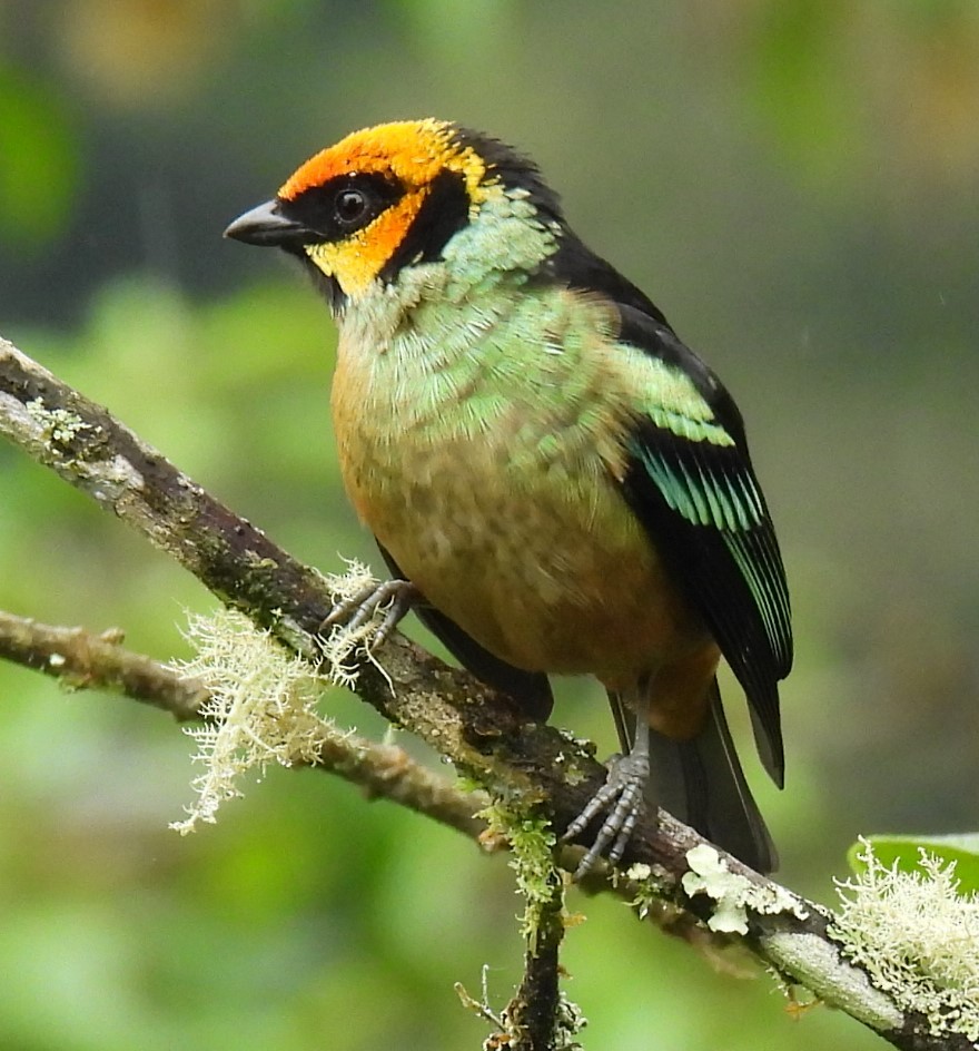 Flame-faced Tanager - ML620903586