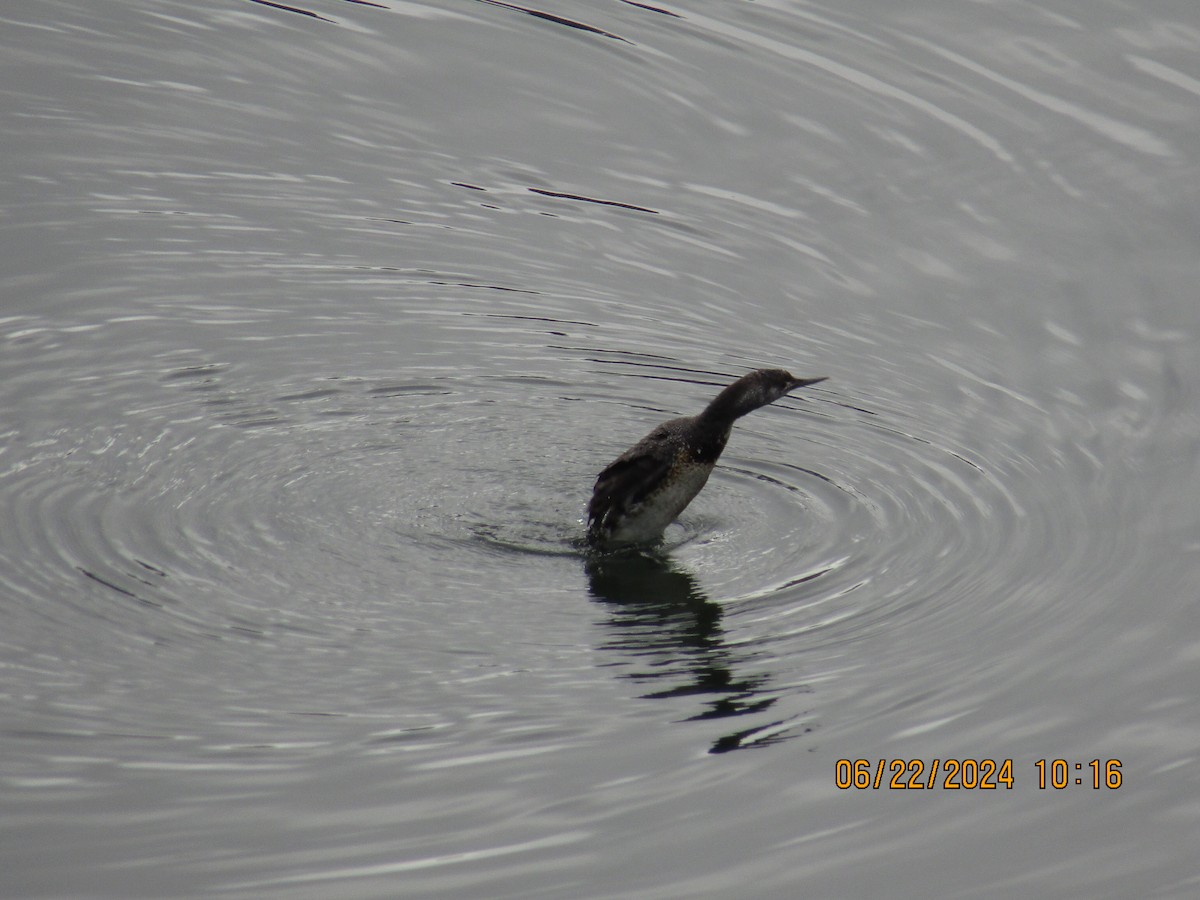 Red-throated Loon - ML620903617