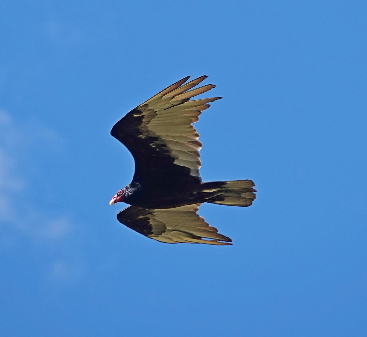 Turkey Vulture - ML620903653