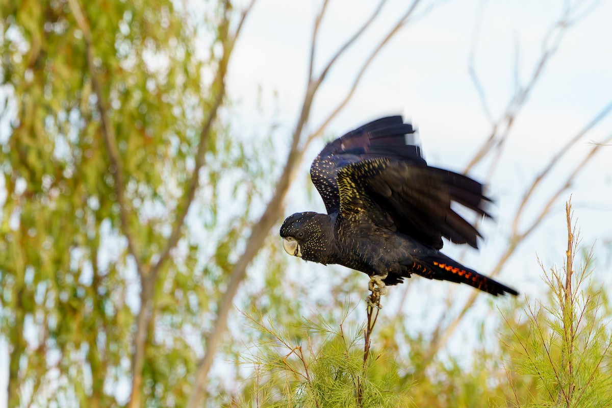 Red-tailed Black-Cockatoo - ML620903658