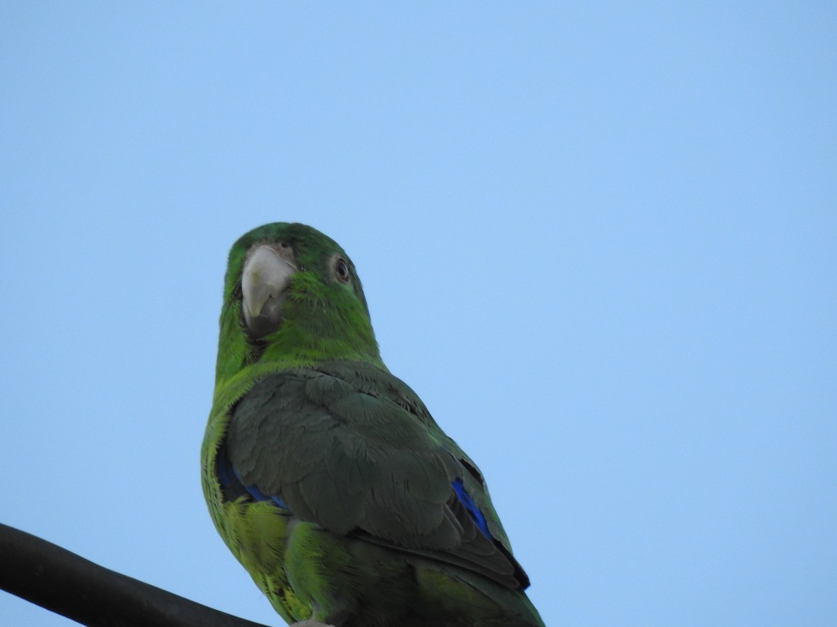 papoušíček amazonský - ML620903687