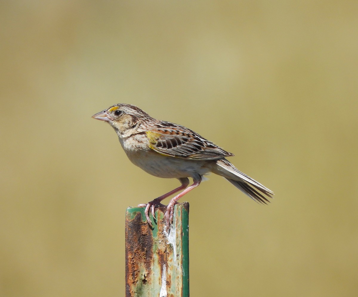 Grasshopper Sparrow - ML620903694
