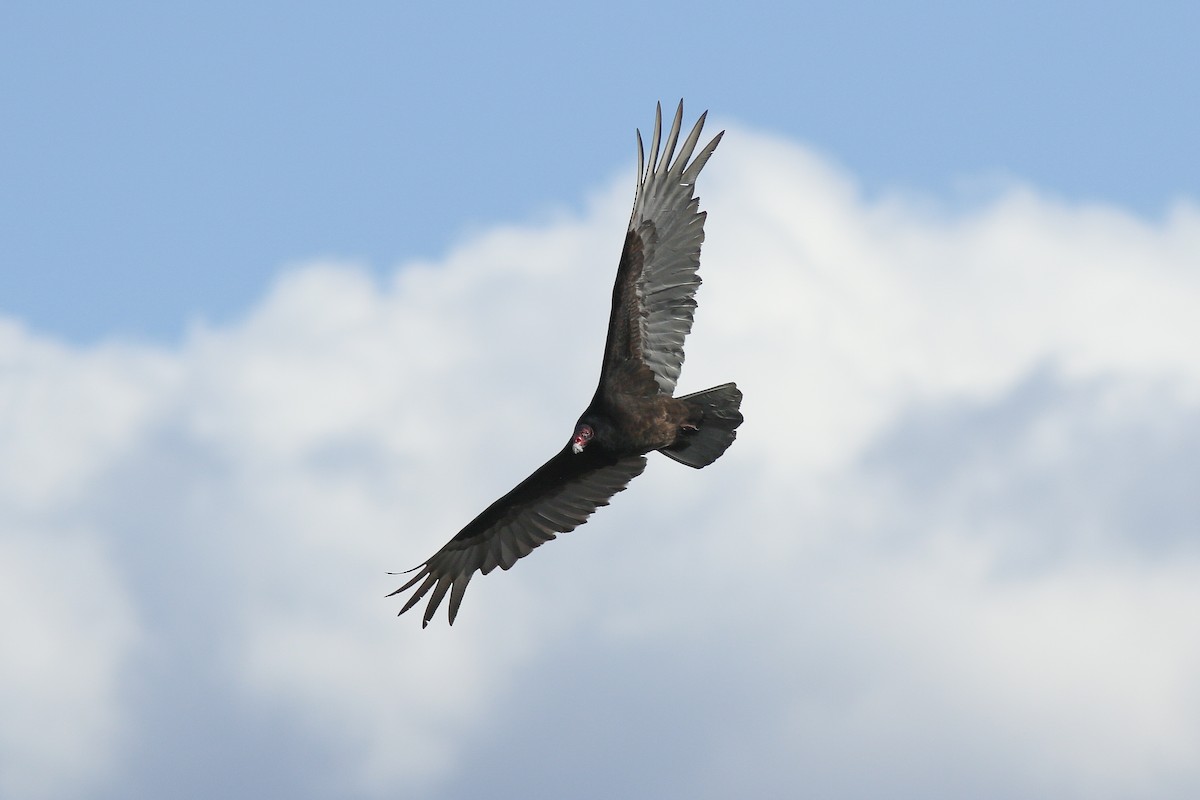 Turkey Vulture - ML620903721