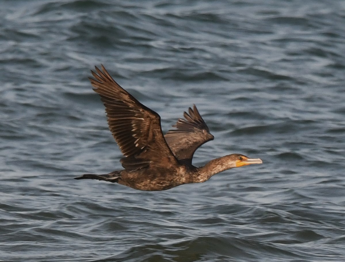 Cormoran à aigrettes - ML620903730