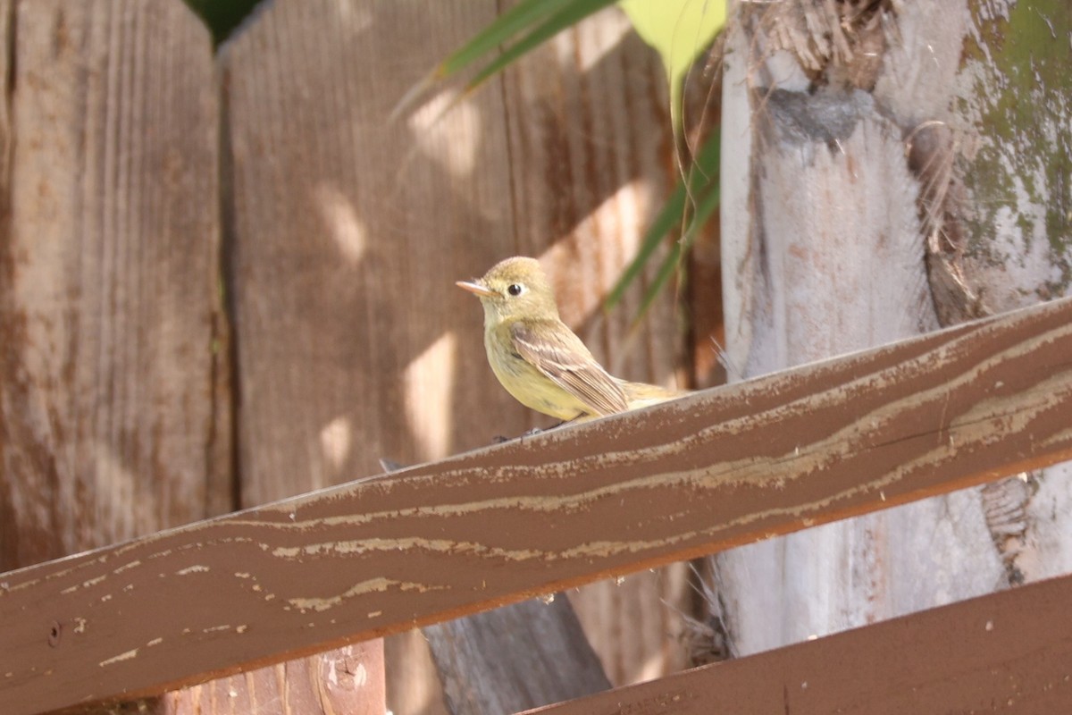 Western Flycatcher - Millie and Peter Thomas