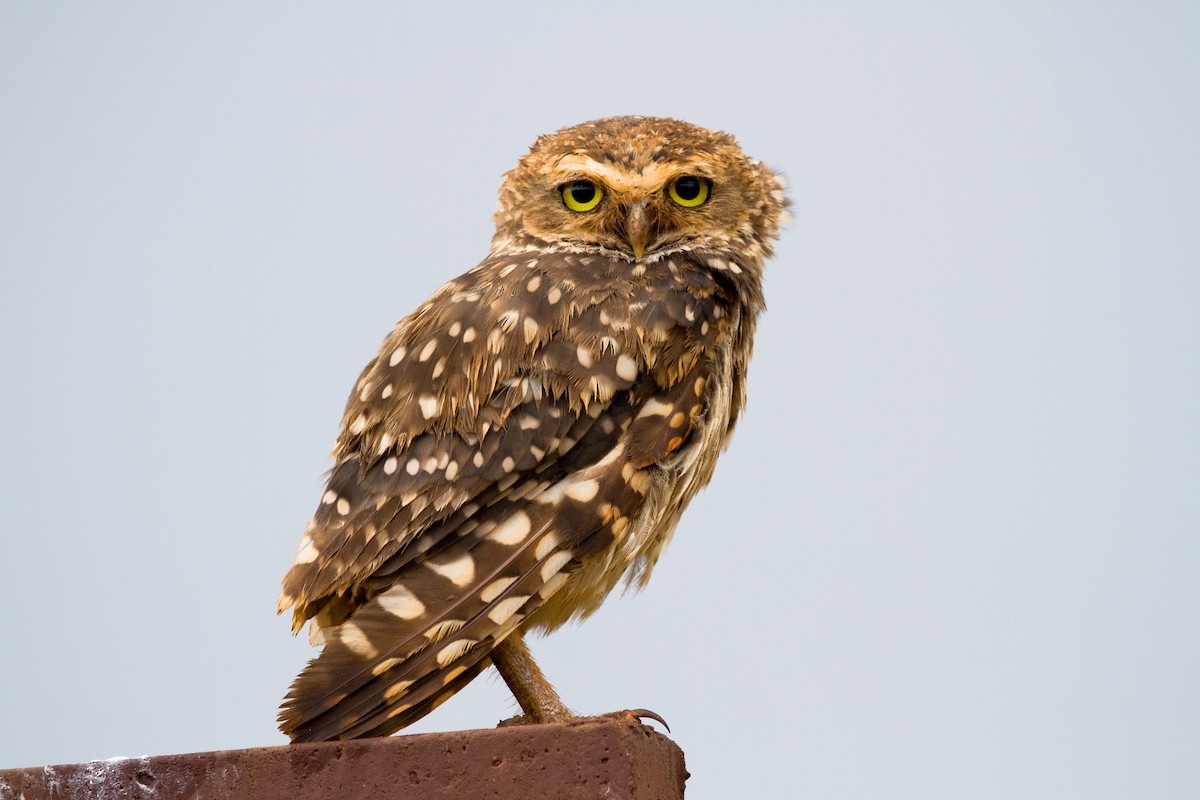 Burrowing Owl - ML620903812