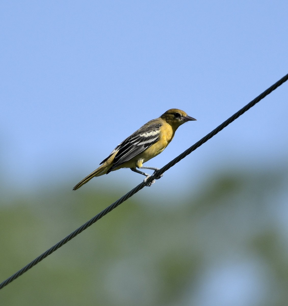 Orchard Oriole - ML620903822